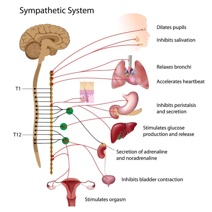 <p>c) Sympathetic nervous system of ANS</p><p></p><p><sub><sup>a) Parasympathetic nervous system - “Rest and Digest”, Slows HR, Increases Digestion, Constricts Pupils<br>b) Somatic nervous system - Controls voluntary movement and transmits sensory information<br></sup></sub><strong><u><sub><sup>c) Sympathetic nervous system - “Fight or Flight”, Releases adrenaline, Increases HR, Dilates Pupils</sup></sub></u></strong><sub><sup><br>d) Central nervous system - Control Center, Processes and interprets Sensory Input, Motor Output</sup></sub></p>