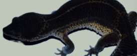 <p>What pattern is this Gecko?</p>