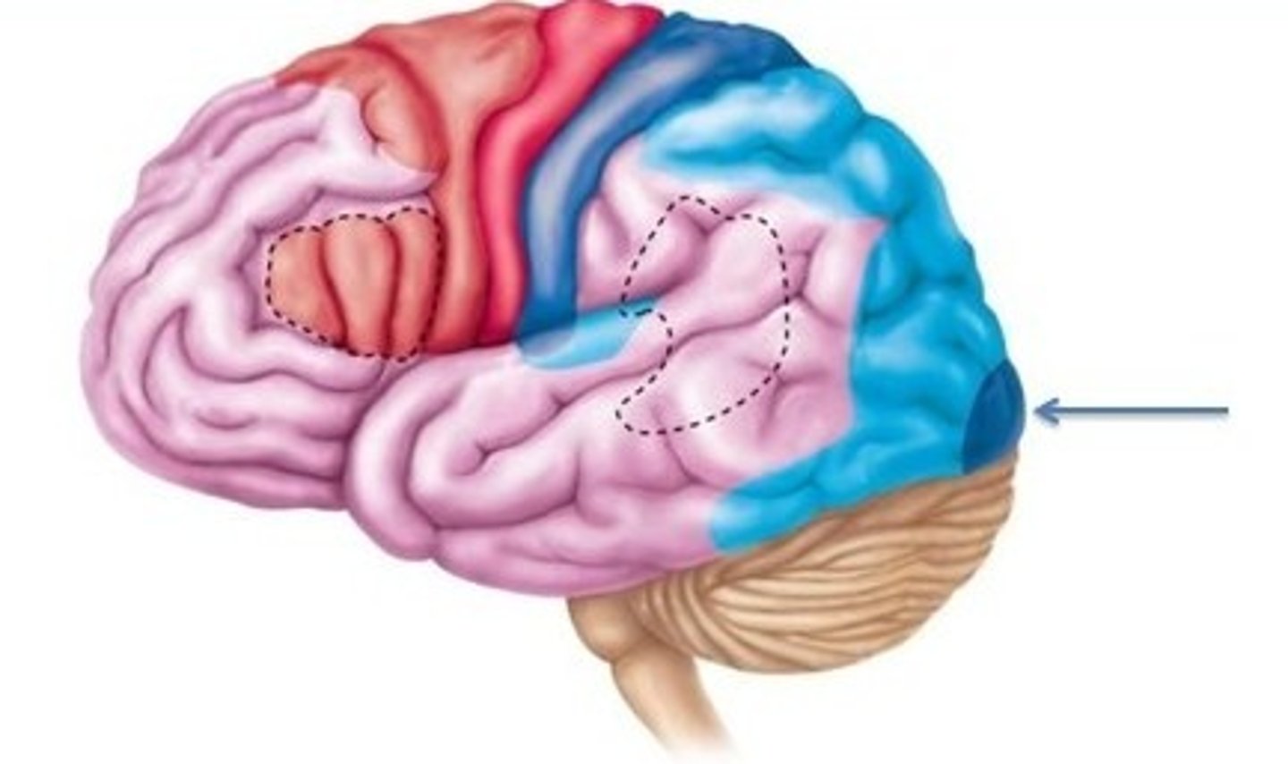 <p>visual input</p>