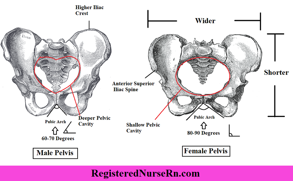 <p>Female pelvis has wider pubic angle, male pelvis has more narrow pubic angle. </p>