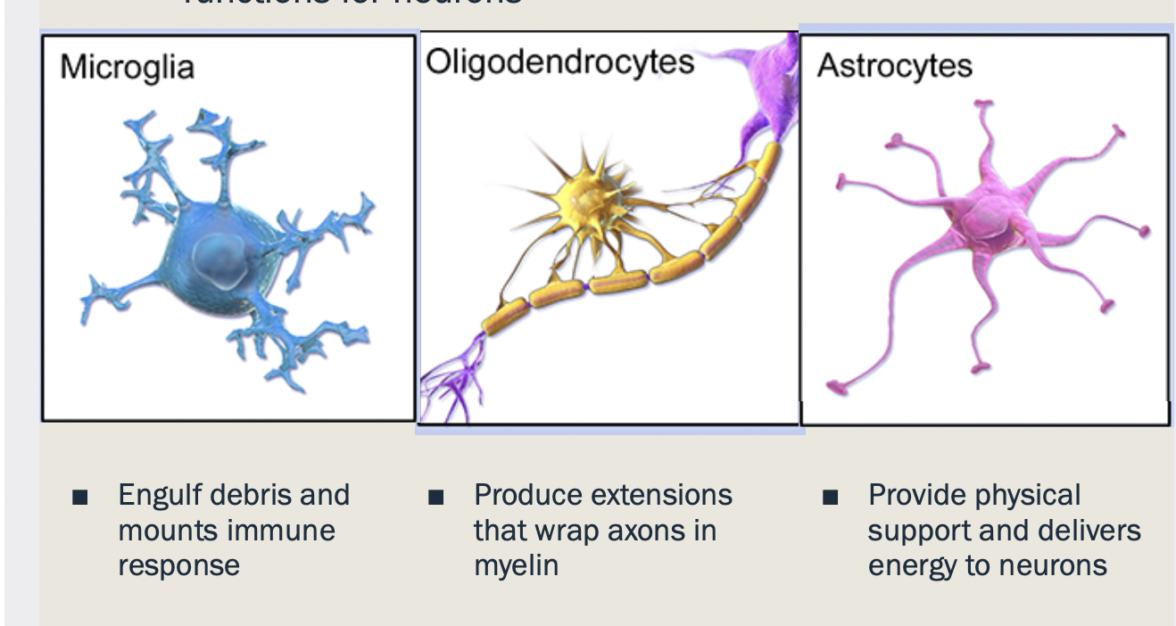 <p>a variety of cell types that serve support functions for neurone</p>