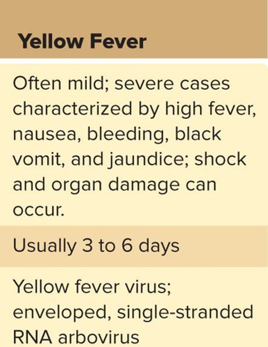 <p>A mosquito-borne viral disease transmitted by infected Aedes aegypti mosquitoes</p>