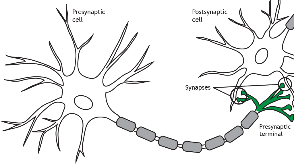 <p>The synapses is the junction where a neuron communicates with another cell (either neuron or muscle cell)</p><ul><li><p><strong>a point of contact </strong></p></li></ul><p></p>