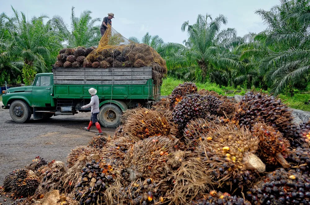 <p>palm oil</p>