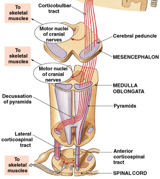 <p>Which type of pathway:</p><ul><li><p>Provides voluntary control over skeletal muscles</p></li></ul><p></p>