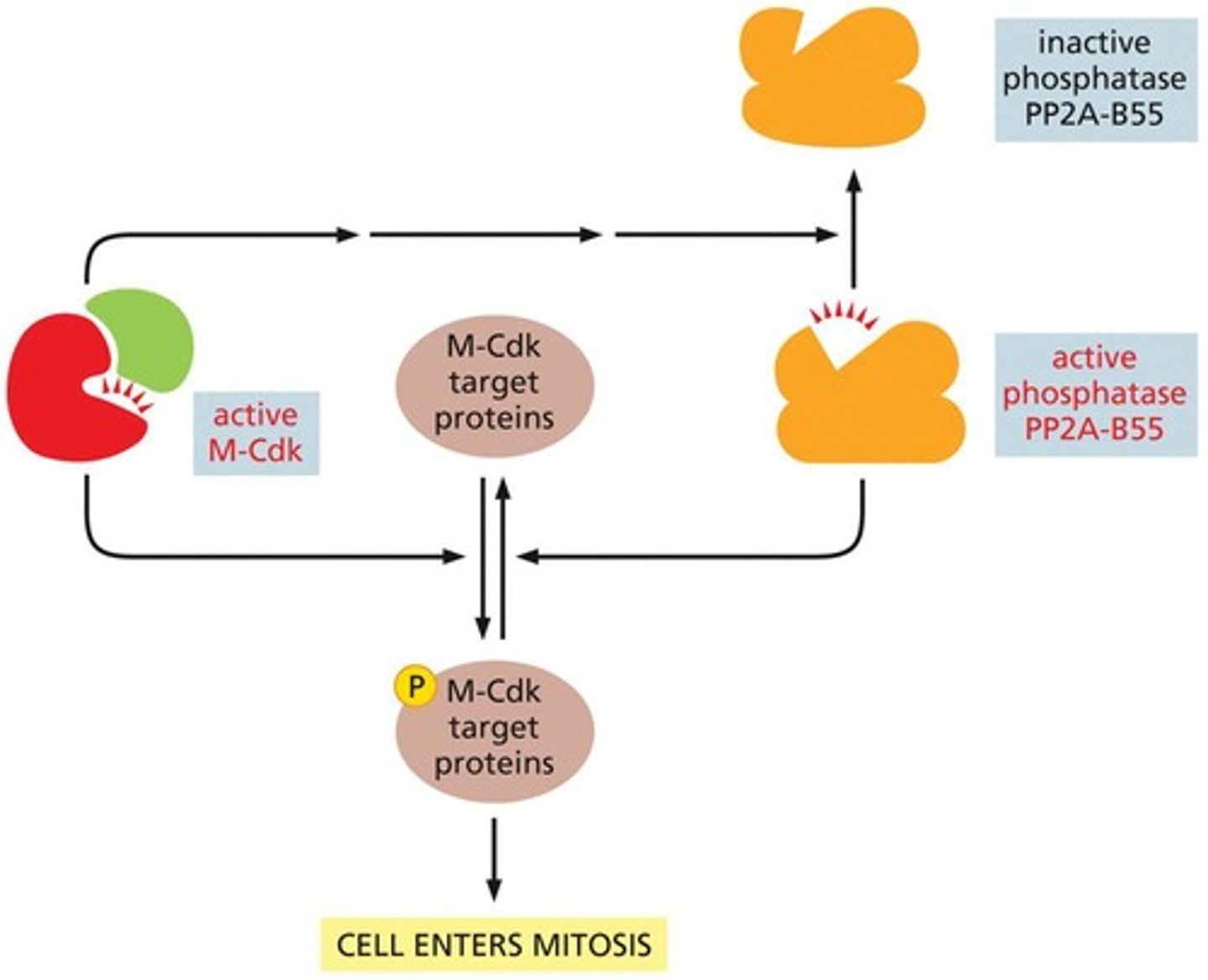 <p>M-Cdk triggers events related to mitosis, including chromatin condensation and nuclear envelope breakdown.</p>
