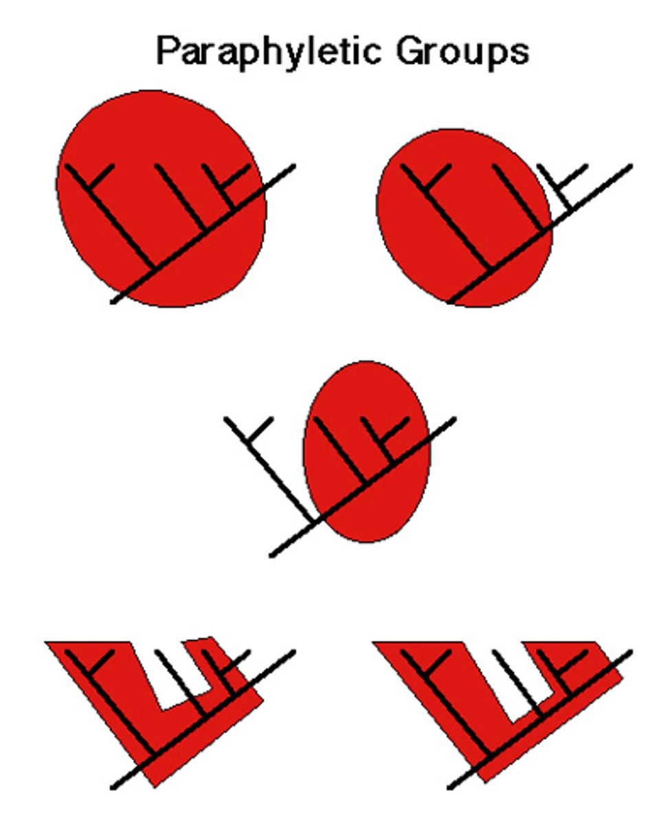 <p>group w/ SOME descendants from last common ancestor </p>