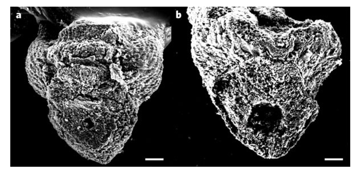 <ul><li><p>Intentionally weakend abscission zone</p></li><li><p>Lost</p></li><li><p>Reduces seed dispersal</p></li></ul><p></p>