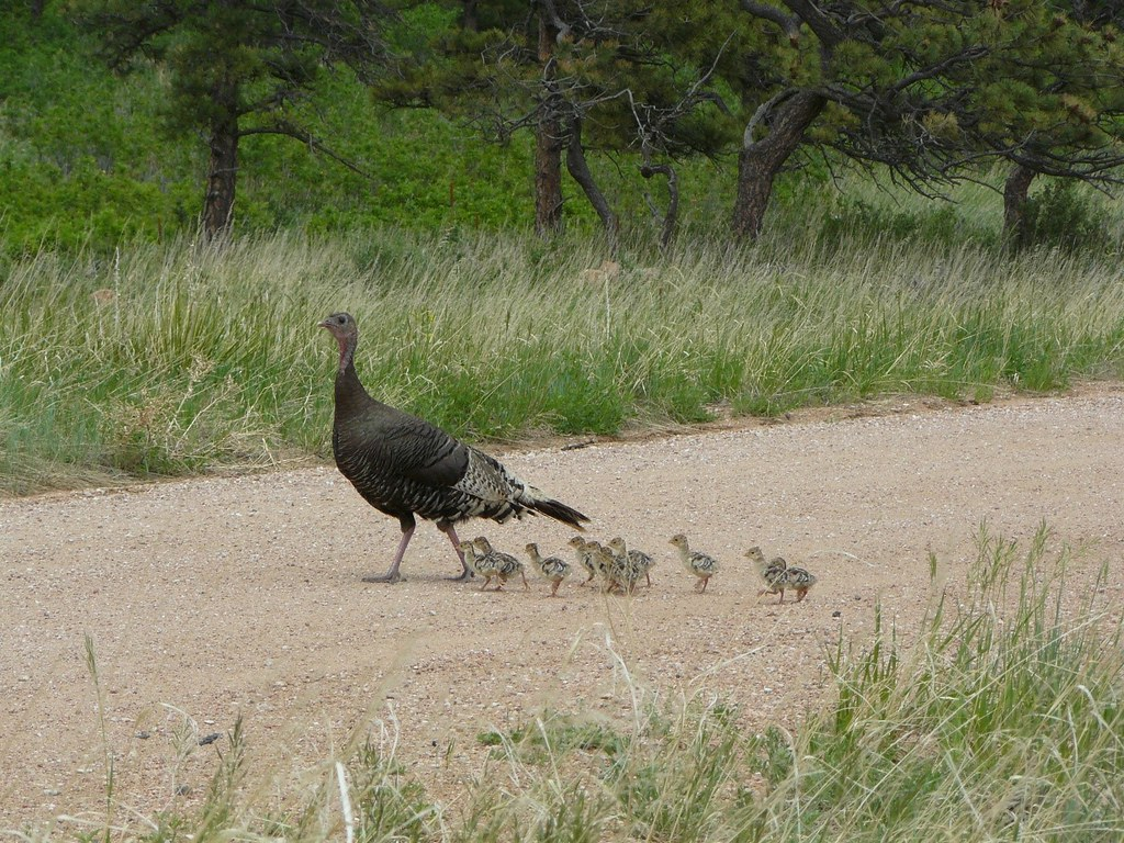 <p><em>Merriam’s </em>Wild Turkey</p><p>(hen pictured here)</p>