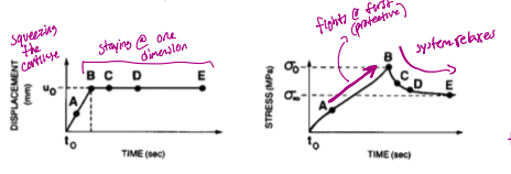 <p>the displacement increases at first and then stays at one dimension</p><p>stress relax will increase more before it relaxes, takes more time </p>