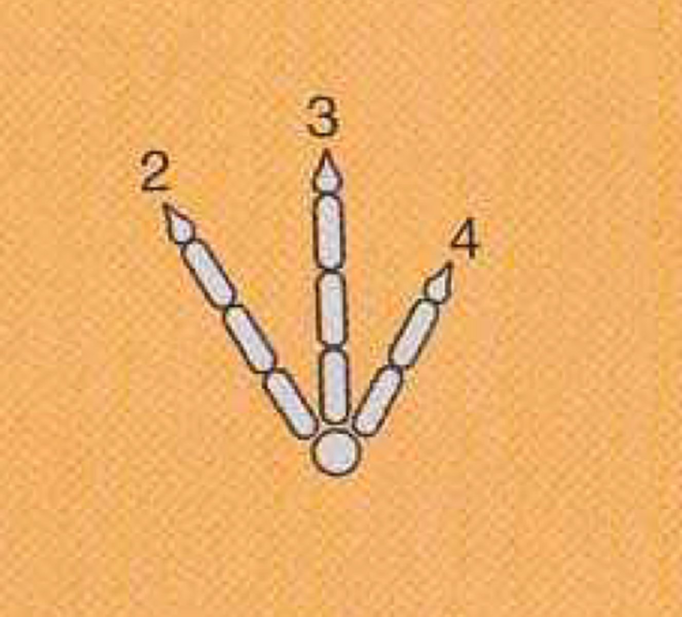 <p>having 3 digits (emu)</p>