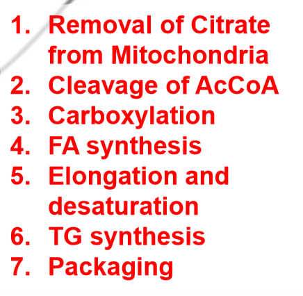 <p>gets out by converting to CITRATE (happens before step 1 of synthesis)</p>