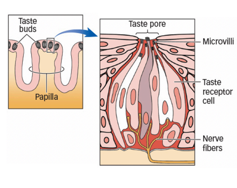 <ul><li><p>bumps (papillae) contain taste buds</p></li><li><p>taste buds house taste receptor cells</p></li><li><p>microvilli react to tastant molecules</p></li><li><p>top to bottom: taste pore, microvilli, taste receptor cell, nerve fibers</p></li></ul><p></p>