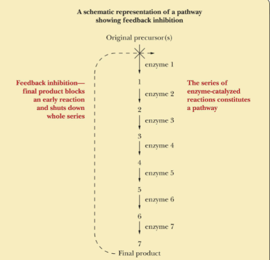 <p>The feedback inhibition shown the in the reaction above, is a formation of products inhibits its continued production </p>