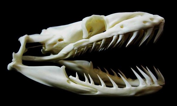 maxillary dentition with little variation in size or shape (homodont dentition)