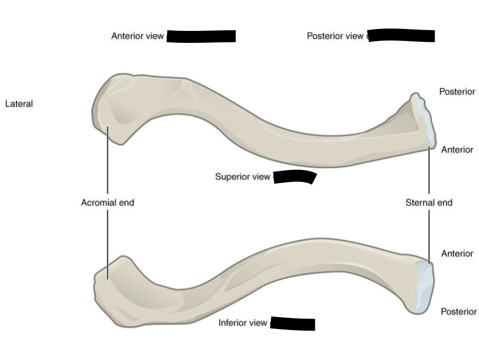 <p>an S-shaped bone of the shoulder that connects the sternum to the scapula</p>