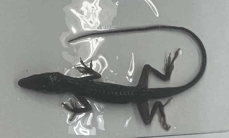 <p>Green Anole</p>
