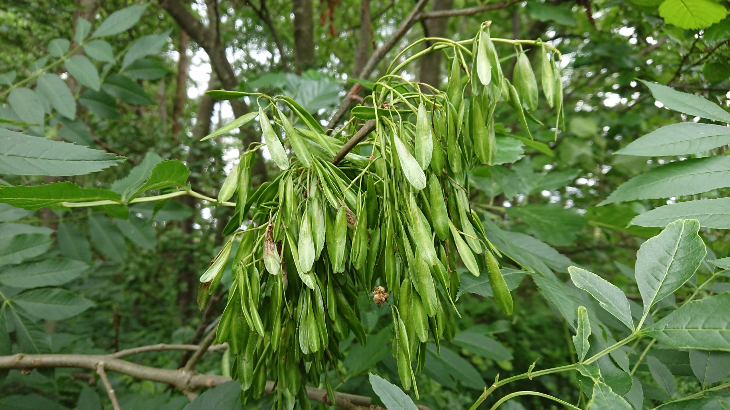<p>Es, Fraxinus excelsior</p>