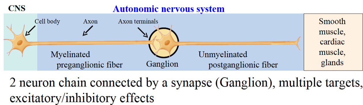 <ul><li><p>Cell bodies of postganglionic neurons are clustered together in a structure named autonomic ganglia. </p></li><li><p>Over evolution, the postganglionic fiber lost its myelin, as ANS transmission does not need to be as fast as in the somatic NS.</p></li><li><p>Motor information travels from the CNS to target organs: smooth muscle, cardiac muscle, or glands.</p></li><li><p>The ANS can either excite or inhibit its targets.</p></li></ul><p></p>