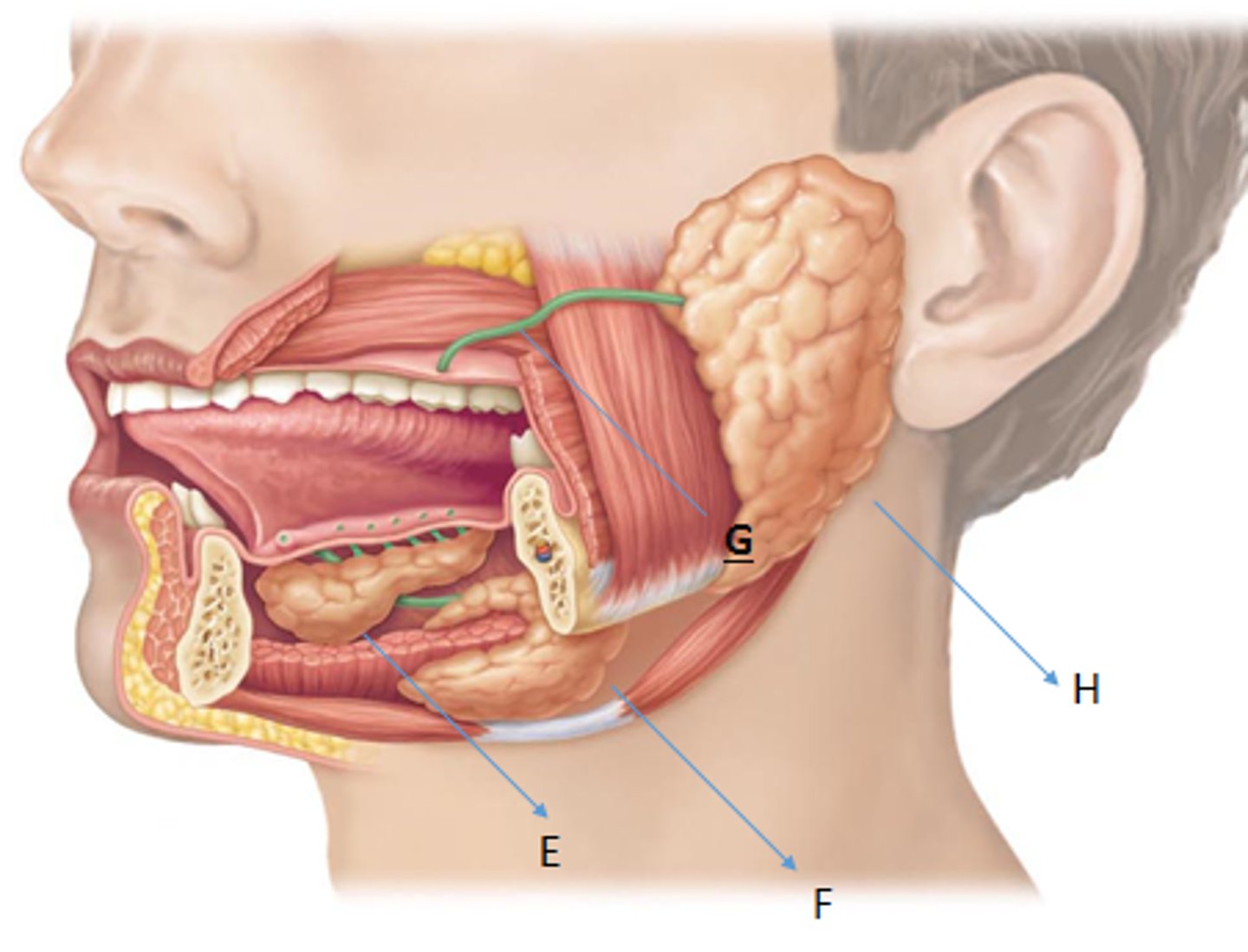<p>H</p>