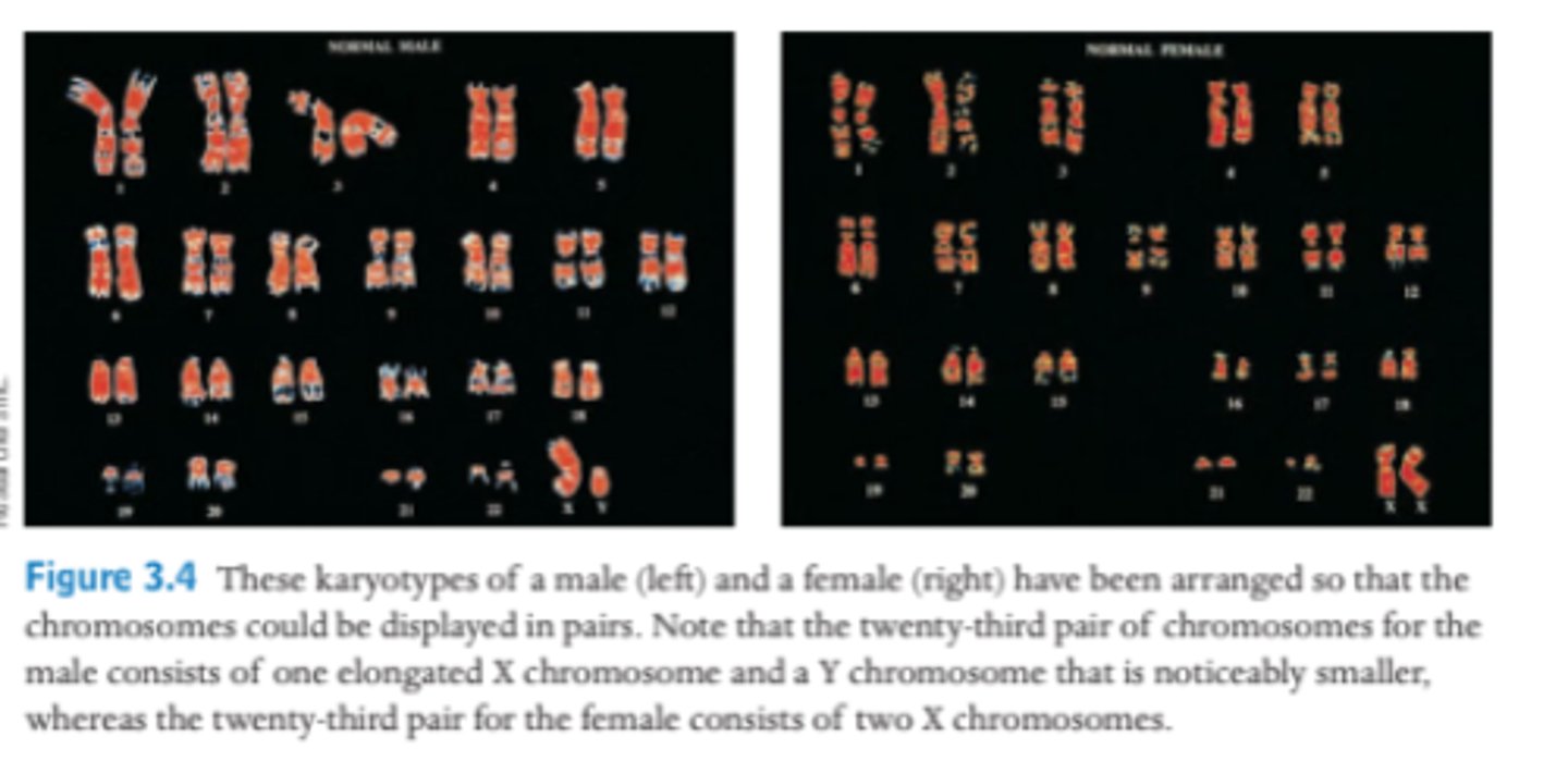 <p>One X chromosome (elongated) and one Y chromosome (short and stubby).</p>