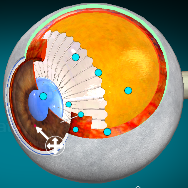 <p>What layer of the eye is this?</p>