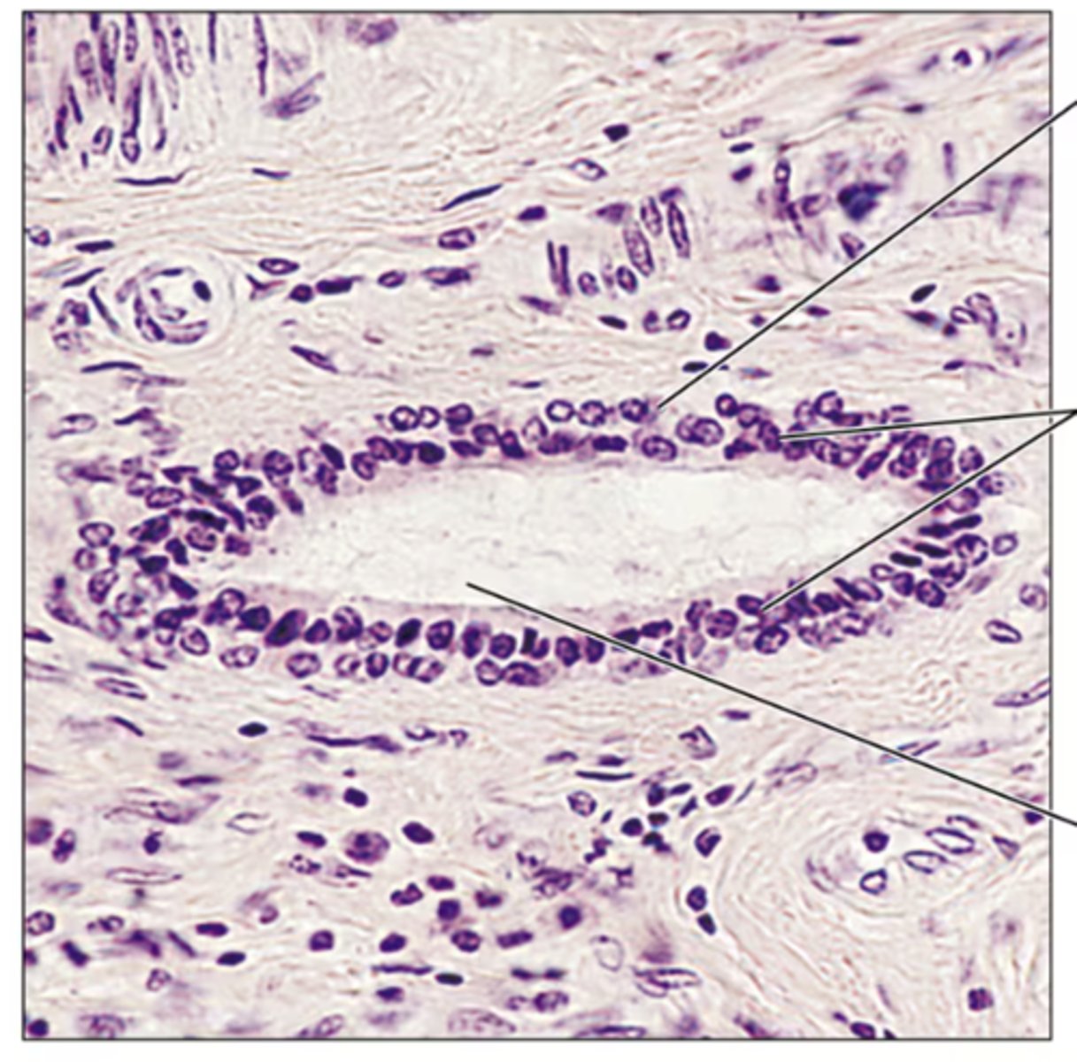 <p>Identify the tissue.</p>