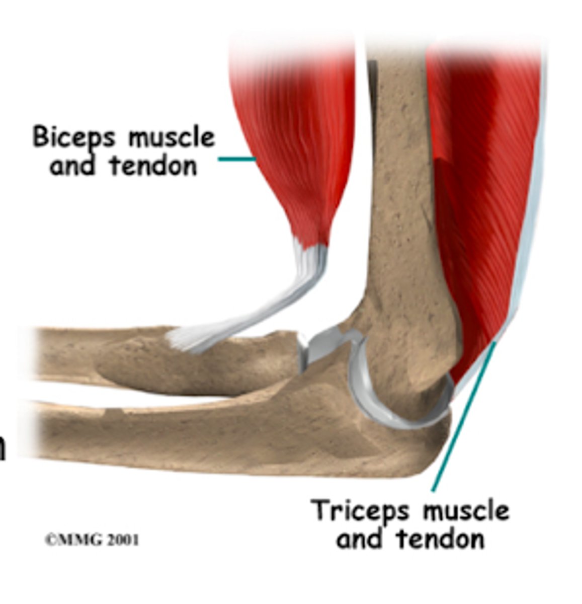 <p>biceps; triceps</p>