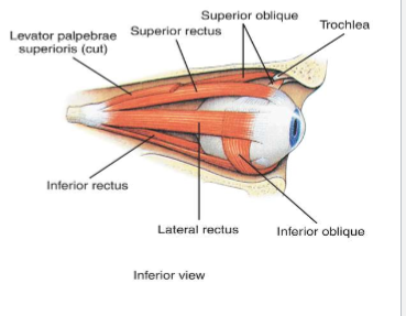 <p>6 muscles</p><ul><li><p>LR6</p></li><li><p>S04</p></li><li><p>R3 (parasympathetic but skeletal muscle)</p></li></ul><p></p><p></p>