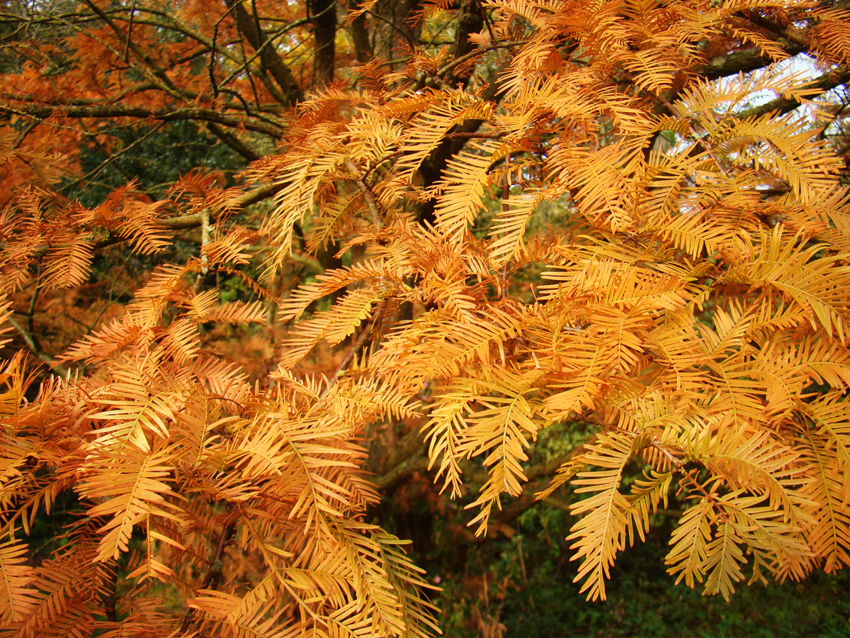 <p>Dawn redwood - <em>metasequoia glyptostroboides</em></p>