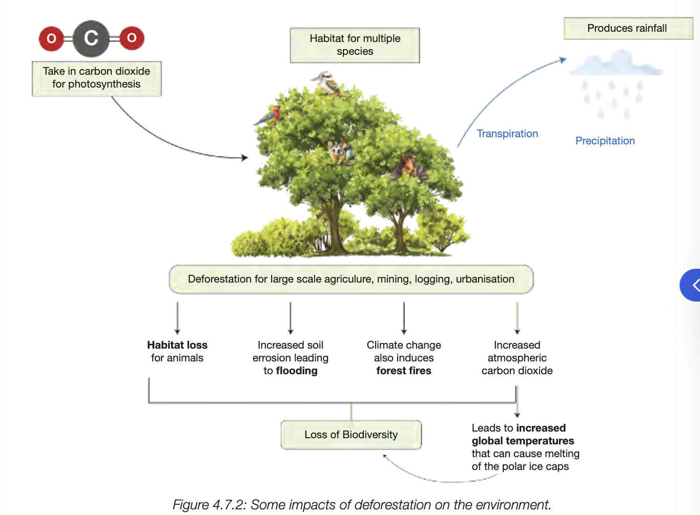 <ul><li><p>provide range of habitats maintaining species diversity</p></li><li><p>provide vegetation with deep roots which maintian water table levels and prevent soil salinity</p></li><li><p>help maintain and protect soil from erosion</p></li><li><p>absorb CO2 (greenhouse gas) and produce O2</p></li><li><p>help maintain regional rainfall patterns</p></li><li><p>help reduce no. of weeds and feral animals</p></li></ul><p></p>