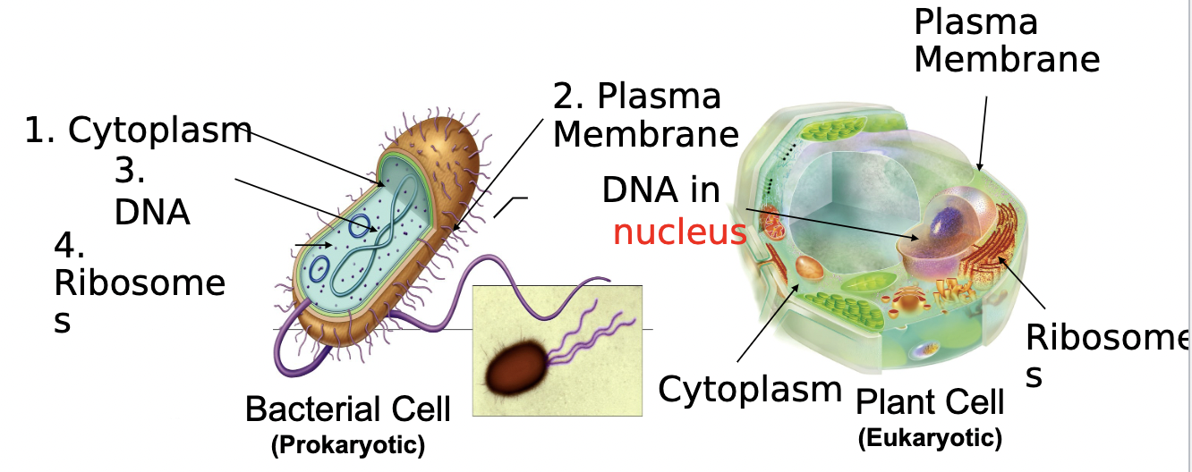 <p>Cytoplasm, Plasma Membrane, DNA, Ribosomes</p>