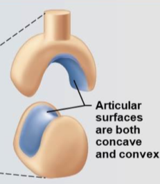 <p>Saddle joint</p>