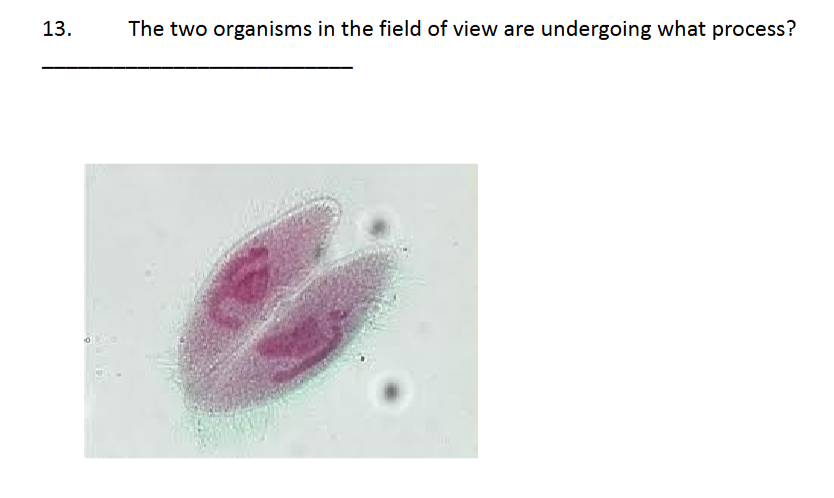 <p>paramecium conjugation</p>