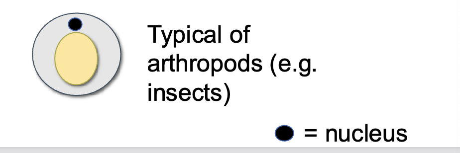 <p>Large, centrally located mass of yolk</p>