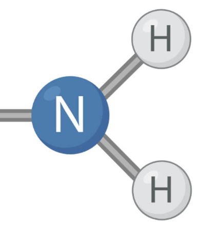 <p>Nitrogen groups that are substituted by organic functional groups through single bonds </p>