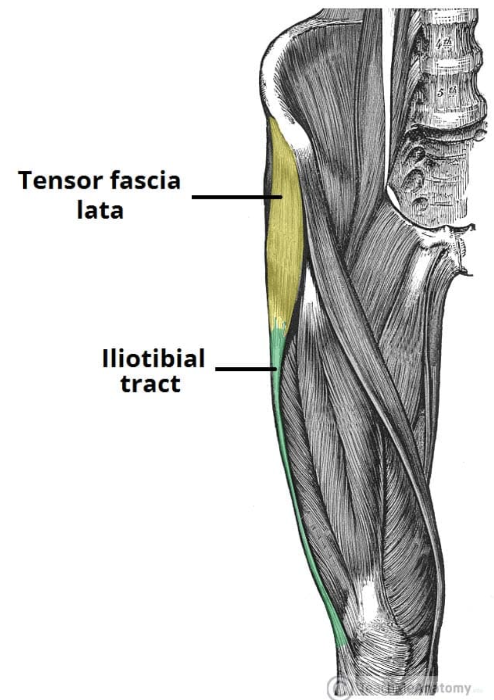 <ul><li><p><span><strong><em>Action</em>:&nbsp; </strong>Hip abduction</span></p></li><li><p><span><strong><em>Origin:&nbsp; </em></strong>Anterior iliac crest, ASIS, deep surface of fascia lata</span></p></li><li><p><span><strong><em>Insertion:&nbsp; </em></strong>ITB junction of upper and middle thirds</span></p></li><li><p><span><strong><em>Innervation: </em></strong>Gluteal nerve (L5/S1)</span></p></li></ul><p></p>