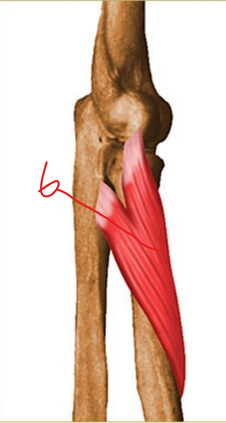 Muscle of forearm- anterior #6