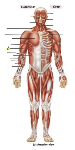 <p>identify the muscle</p>