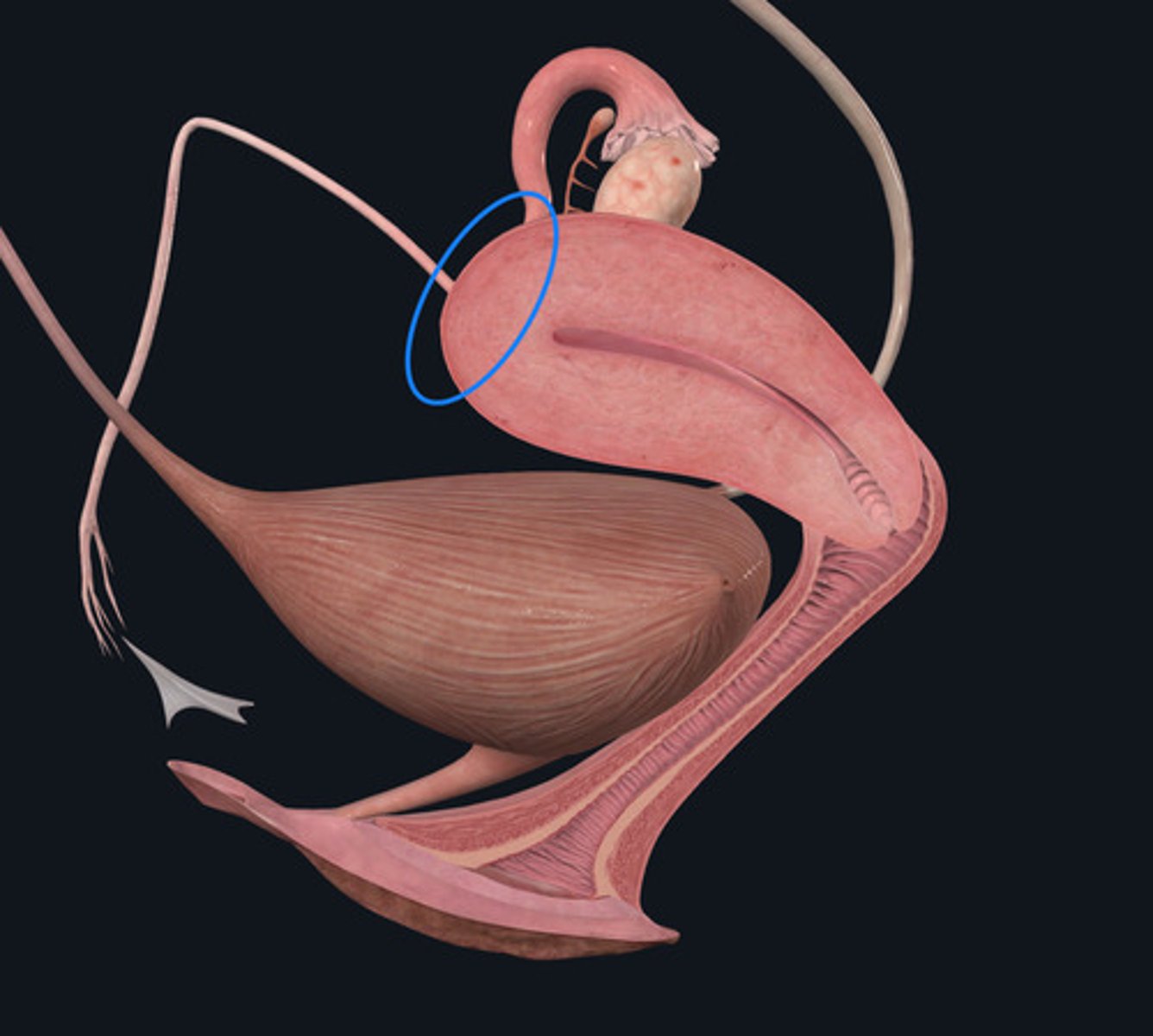 <p>ID Structural Landmark Circled Blue</p>