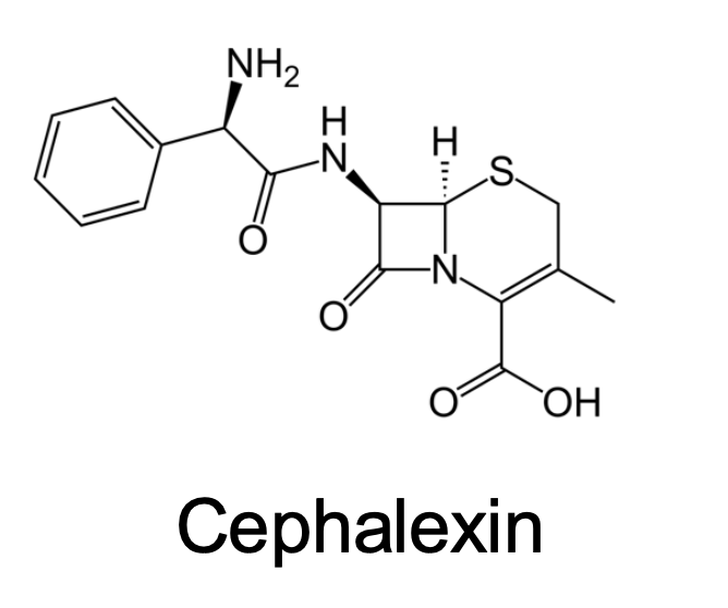 <p>What Transporters does this drug taken up?</p>