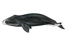 <p>Bowhead whale</p>