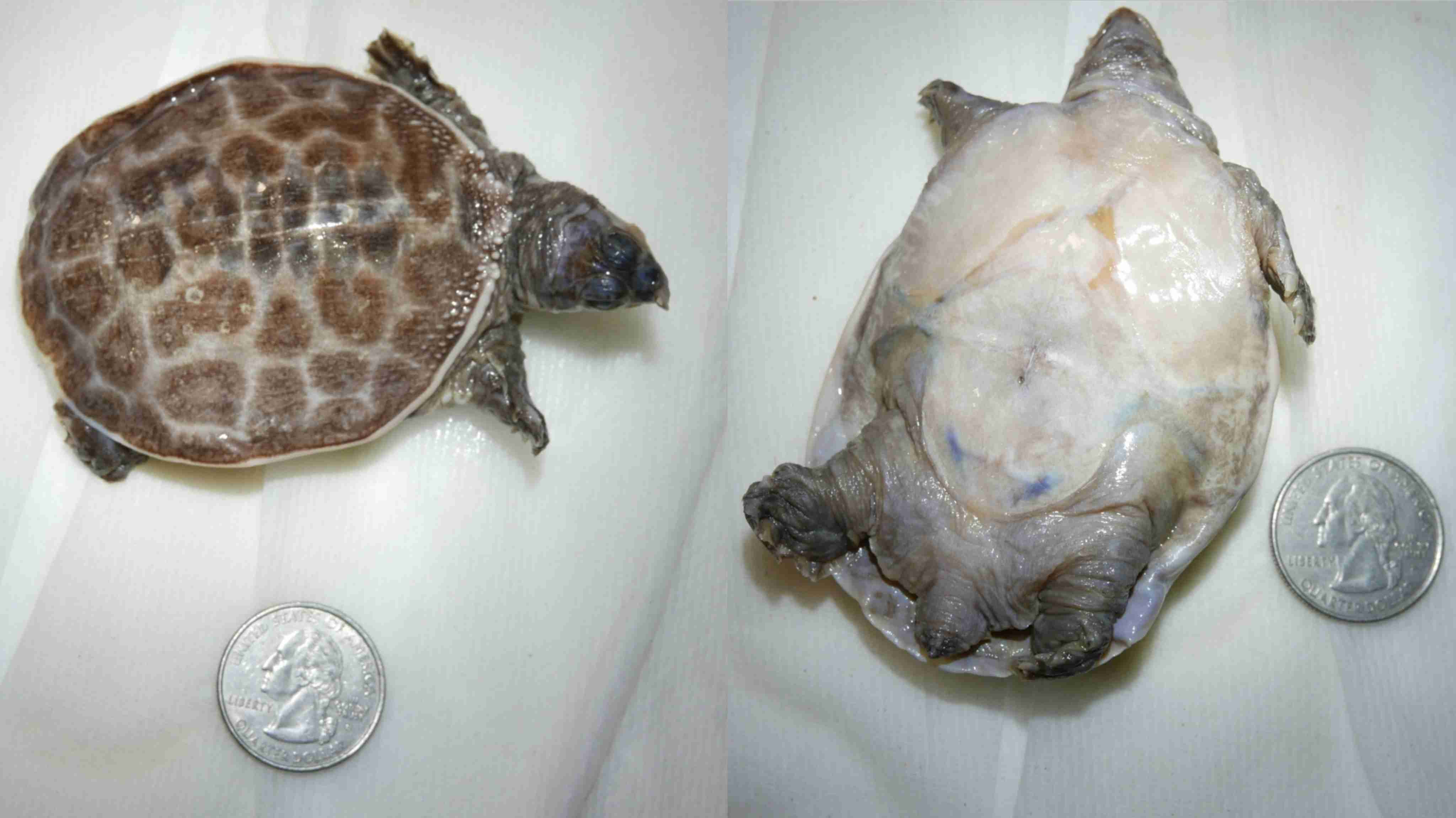 <p>What is the family and scientific name for this turtle?</p>