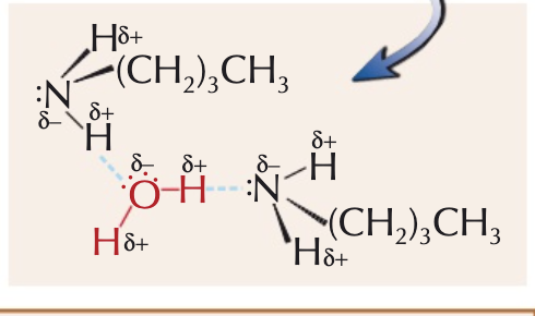 [Cu(H2O6]2+ +2C2H5NH2-> [Cu(H2O)4(OH)2] pale blue precipitate + 2C2H5NH3+ (takes two hydrogens from complex). In excess of amine, gives deep blue complex as amine replaces 2 more H2O and the 2 OH.