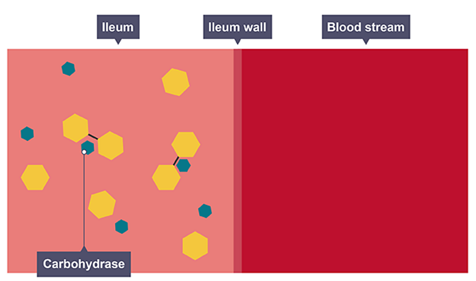 <p>speed up the breakdown of carbohydrates into simple sugars</p>