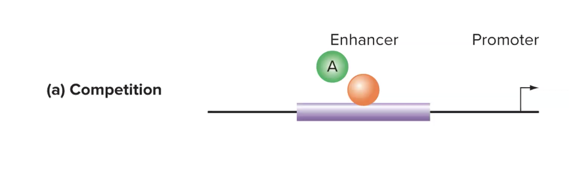 <p>repressor binds to enhancer and competes w activator</p><ul><li><p>if repressor binds to enhancer, activator can not</p></li></ul><p></p>
