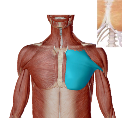 <p>Musculus Pectoralis Major</p>