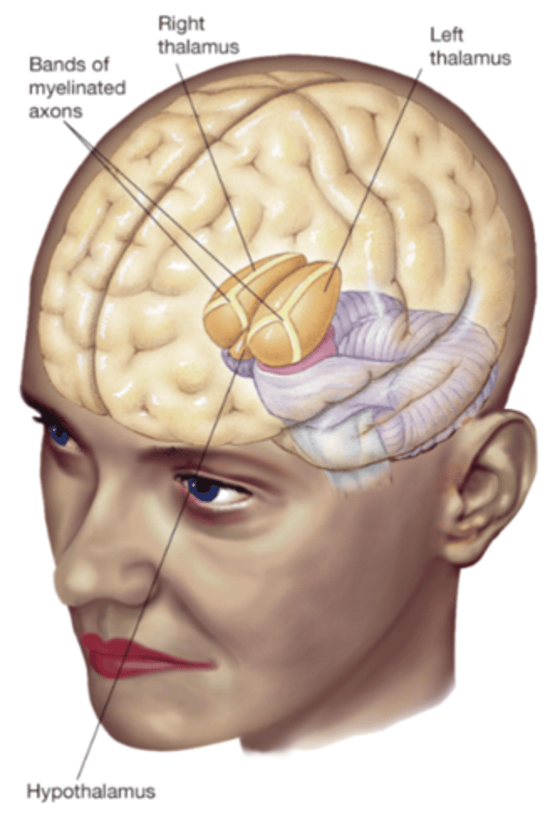 <p>sits below the thalamus(hypo below) implicated in motivatedbehaviour (e.g., eating, sleeping, andsexual behaviour) through hormoneregulation interacting with pituitary gland.</p>