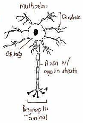 <p>only has 1 axon, but multiple dendrites, making transmitting information easier</p><p>Most common with multiple extensions from soma</p><p>A motor neuron</p><p>Majority of neurons of CNS and PNS as well as majority of interneurons</p>