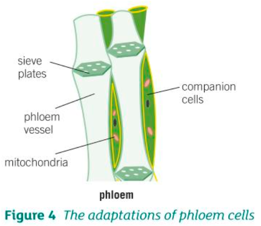 <p>Phloem cells have: </p><p>- Sieve plates that let dissolved amino acids and sugars be transported up and down the cell</p><p>- Companion cells provide energy needed for active transport of substances along the phloem</p>